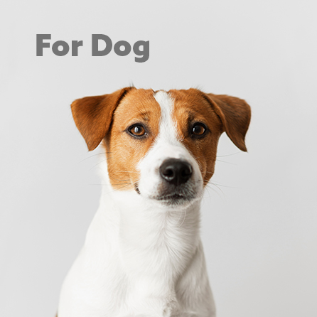 Dog food