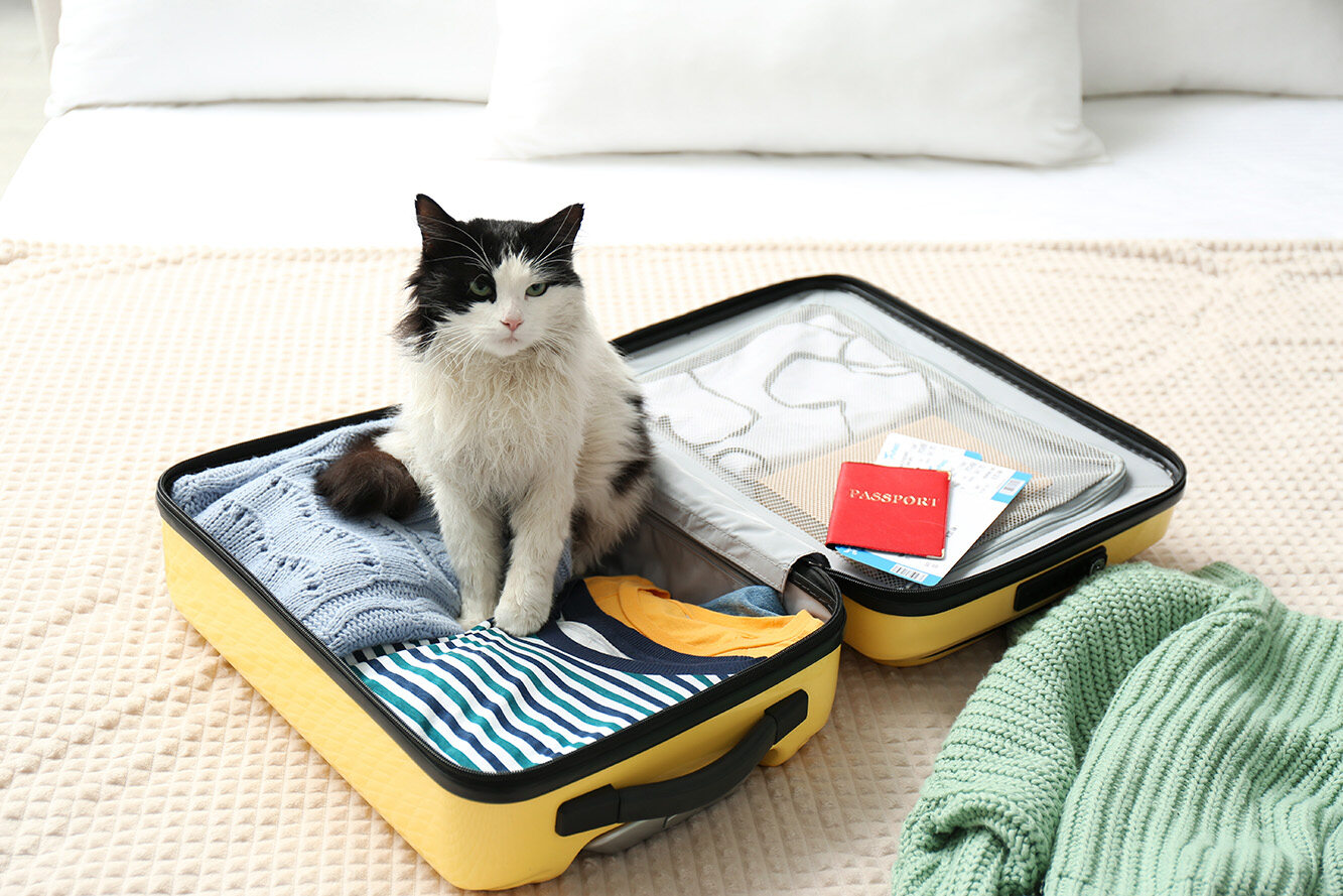 traveling cat