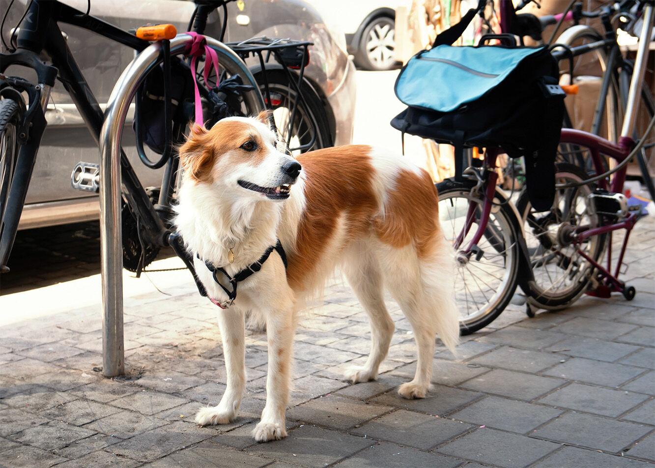 a dog outside the store
