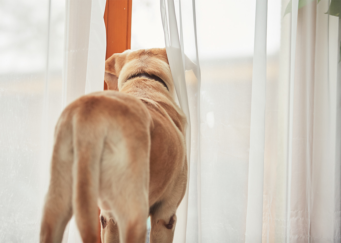 A large dog standing in front of the window