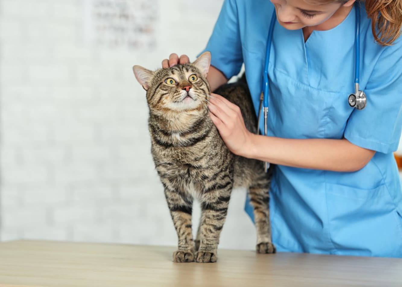 Giardiasis in Cats — Symptoms, Diagnosis, and Treatment