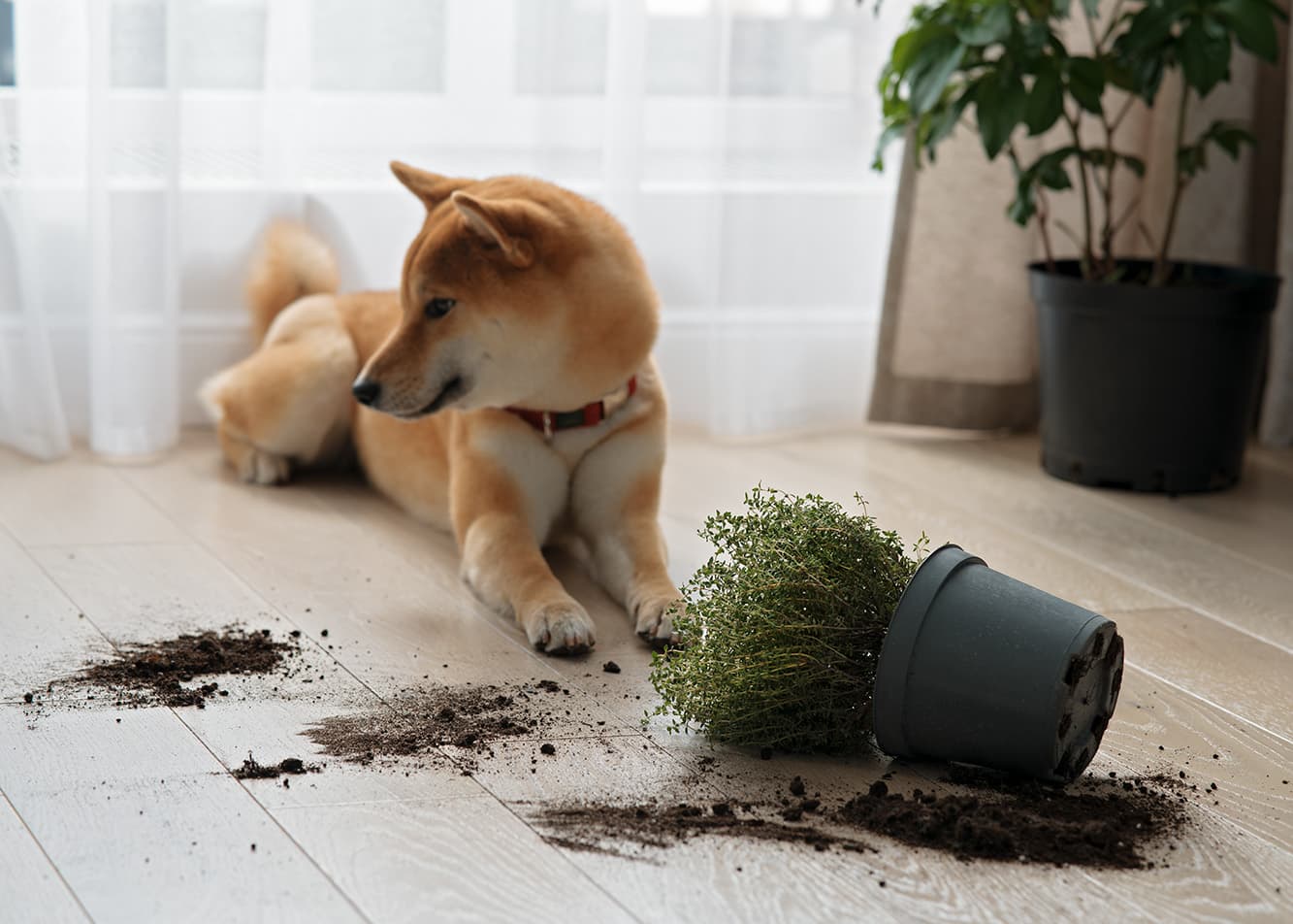 Living with a demanding dog