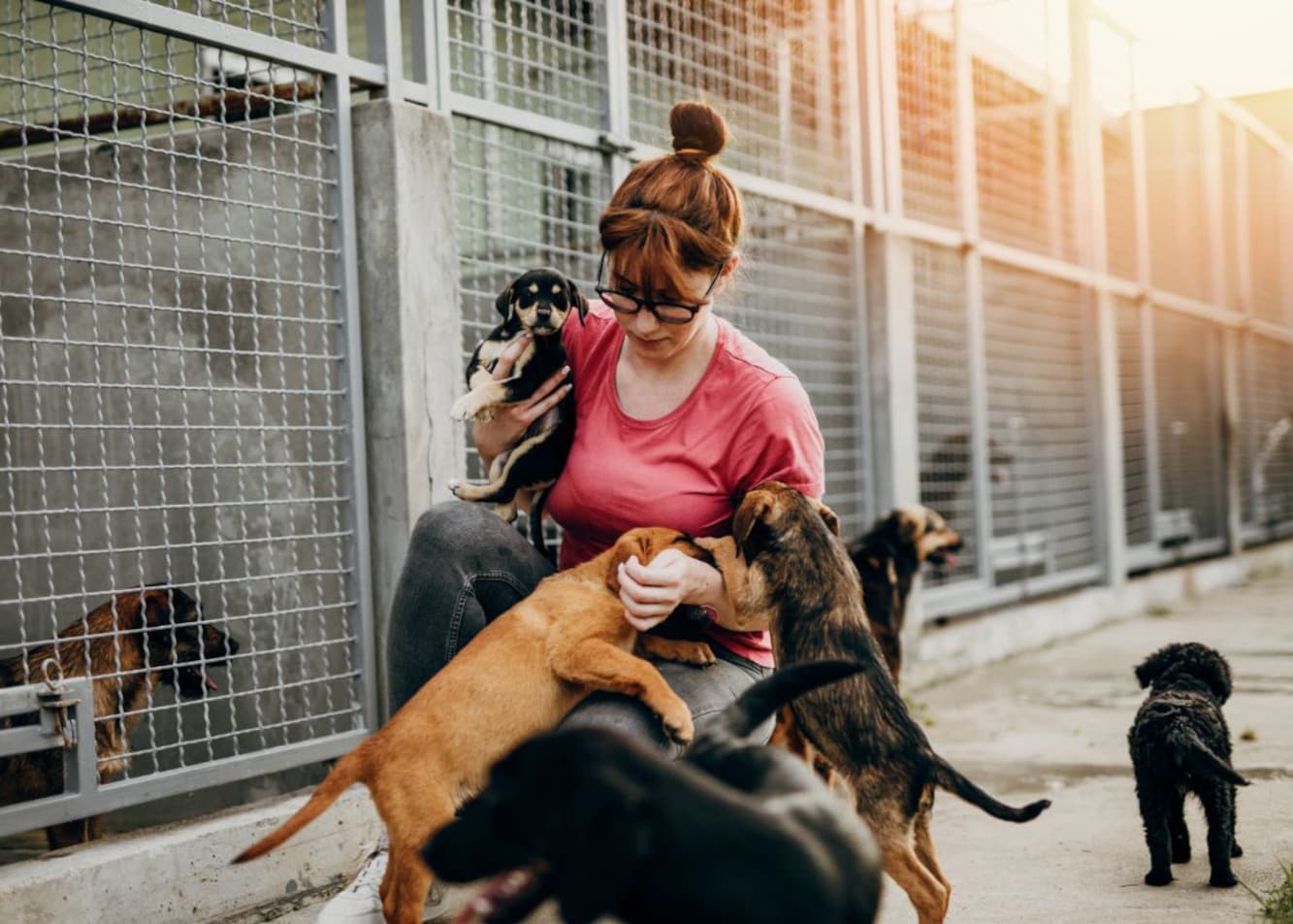 How to become a volunteer at an animal shelter?