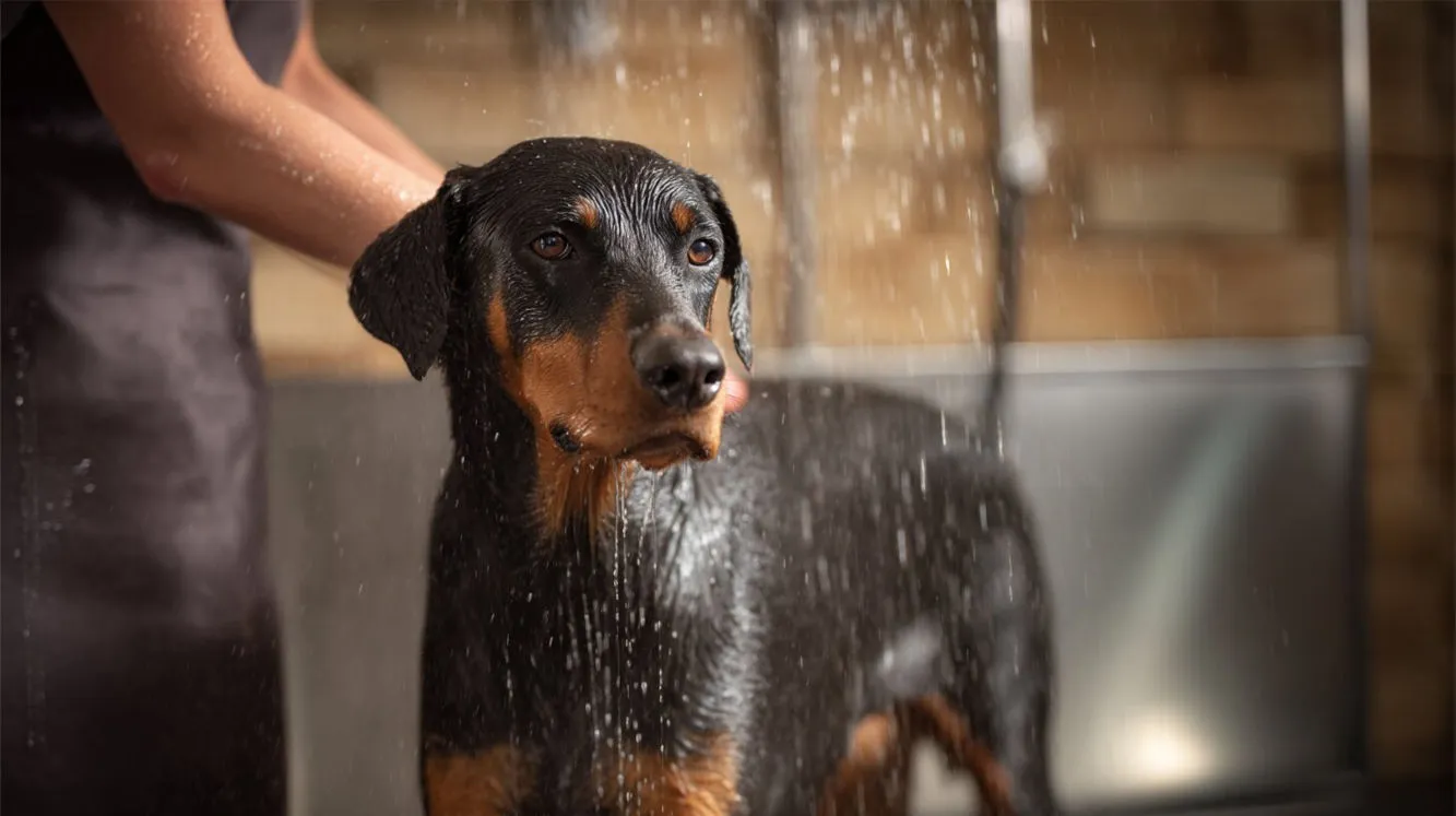 The Doberman – an elegant guard dog with a big heart.Breed description, temperament, health issues, and nutrition