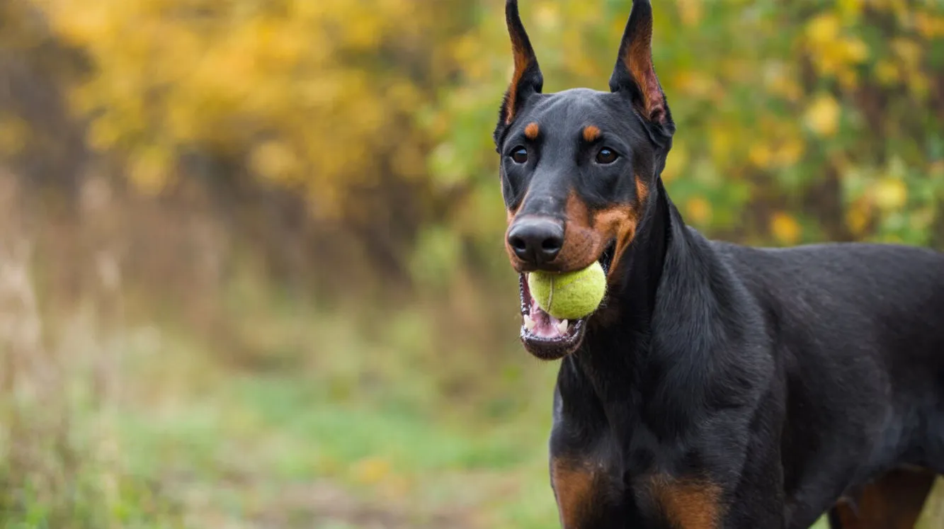 The Doberman – an elegant guard dog with a big heart.Breed description, temperament, health issues, and nutrition