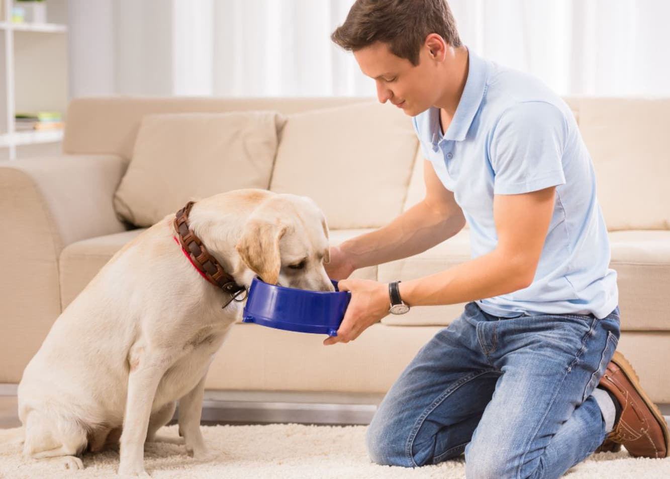 How to feed a toothless dog?