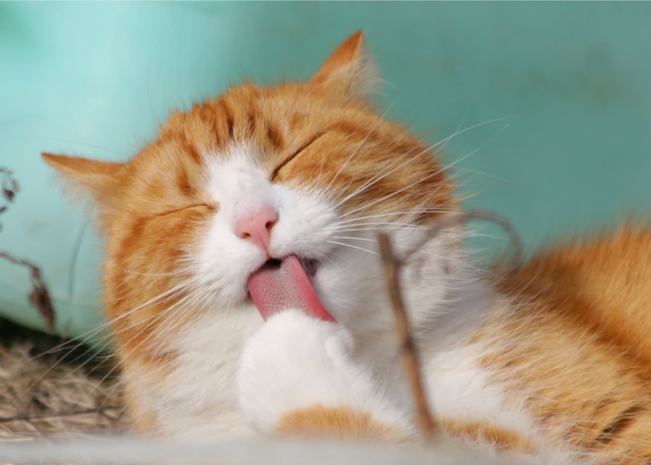 My cat has injured its paw—what should I do??