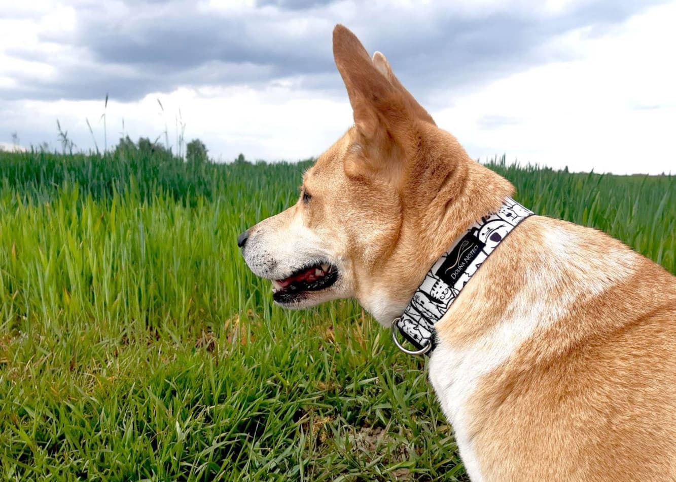 Buying a starter kit for your dog – what to keep in mind?