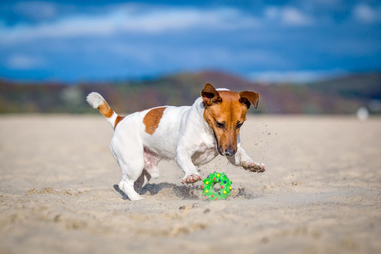 Buying a starter kit for your dog – what to keep in mind?