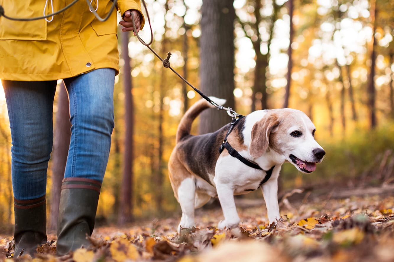 My dog pulls on the leash!
