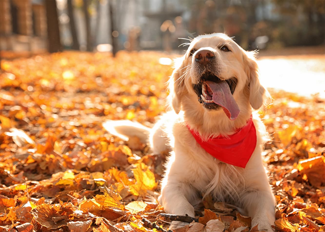 What to consider when choosing a dog?