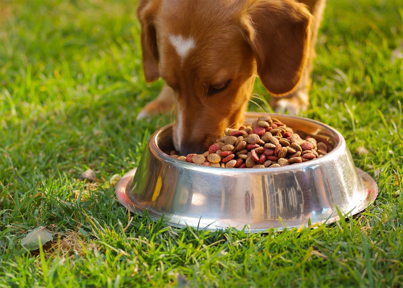 Omega-3 and Omega-6 fatty acids – an essential part of a pet’s diet