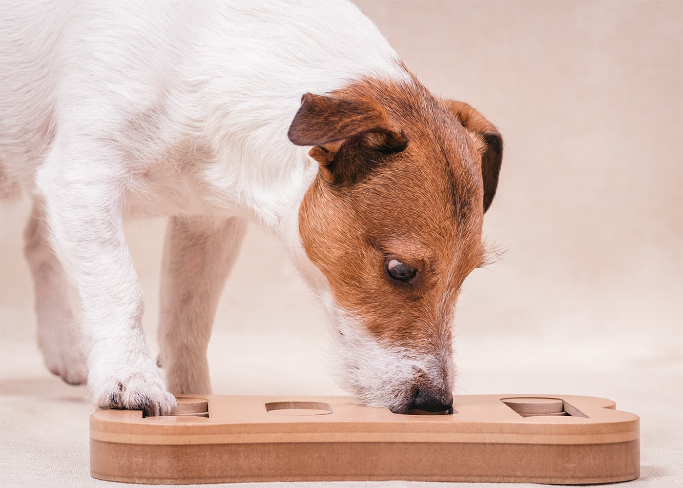Nosework - What Is It??