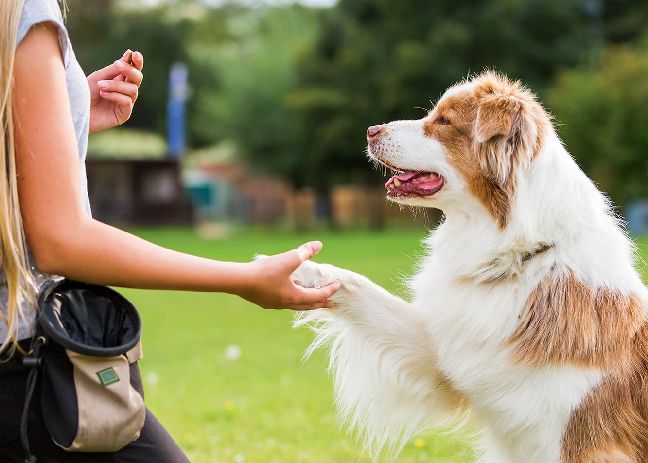 Teaching tricks—an activity for your dog