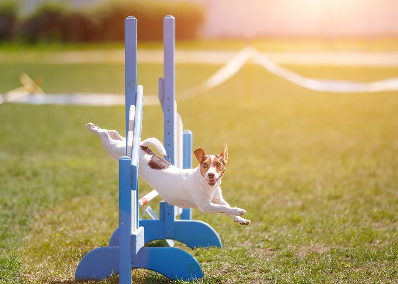 Common mistakes in dog training