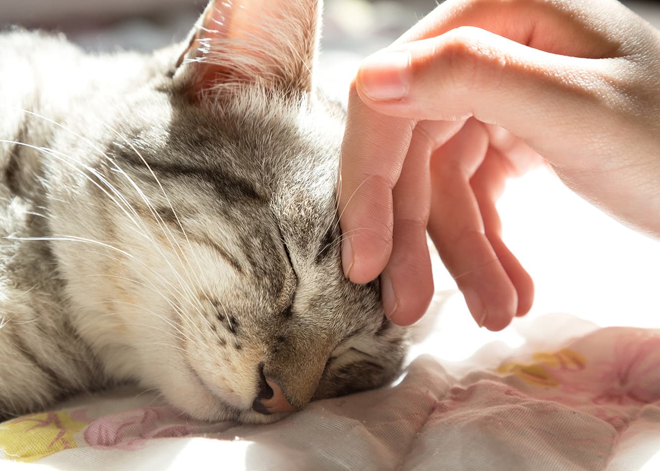 What should a cat with diabetes eat??