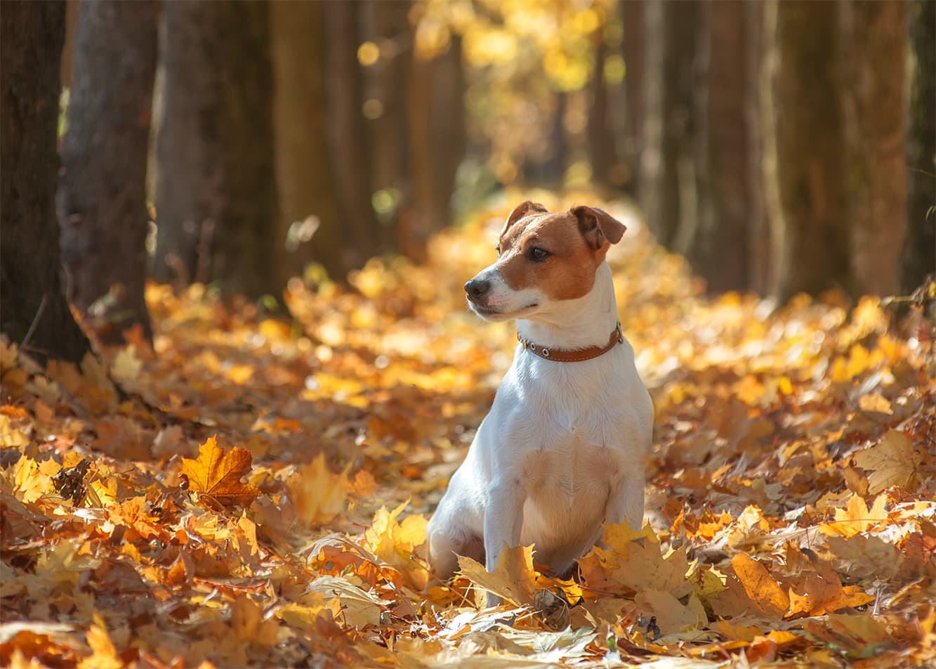 Are chestnuts dangerous for dogs??
