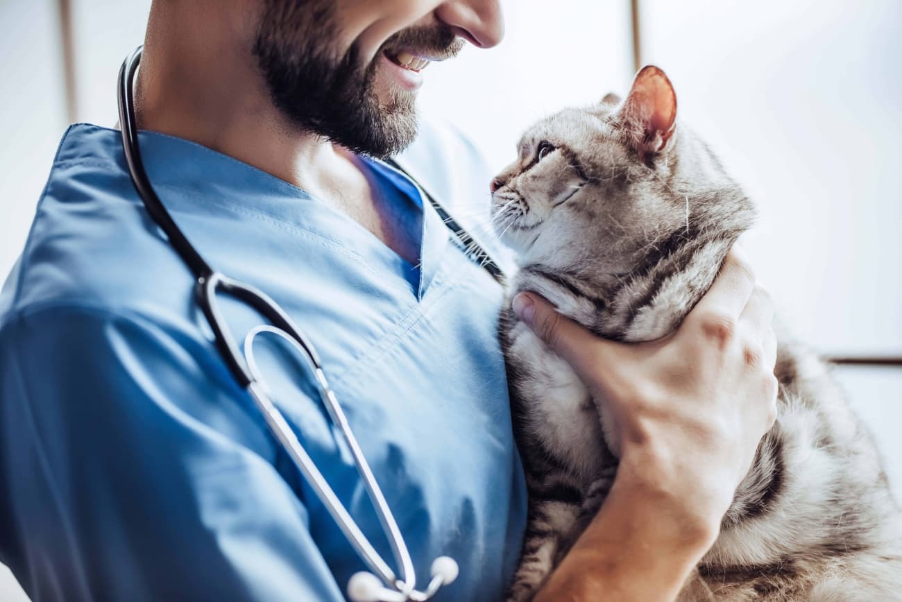 Cat Stress at the Vet's Office – How to Deal With It?
