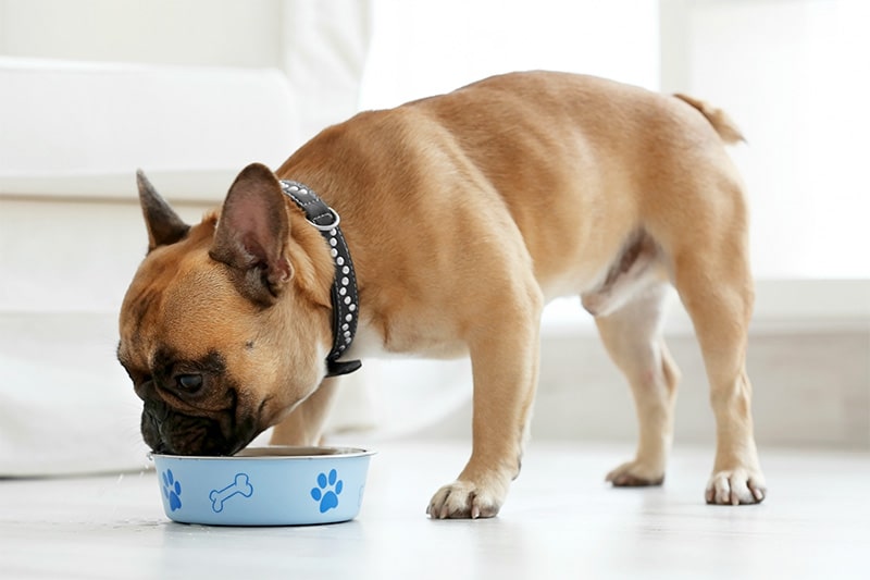 How to feed a small-breed dog?