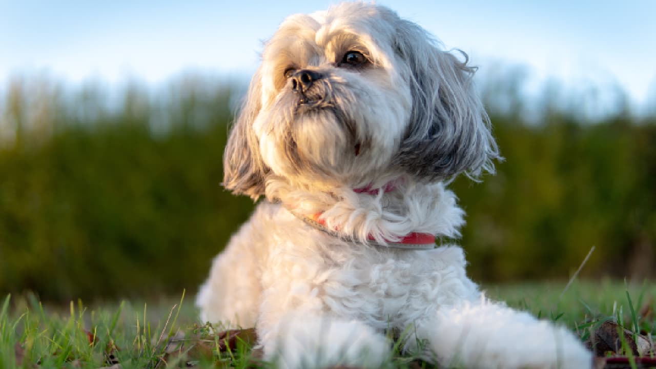 How to feed a small-breed dog?