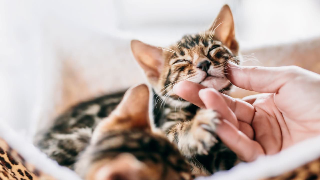 What is the best cat food??