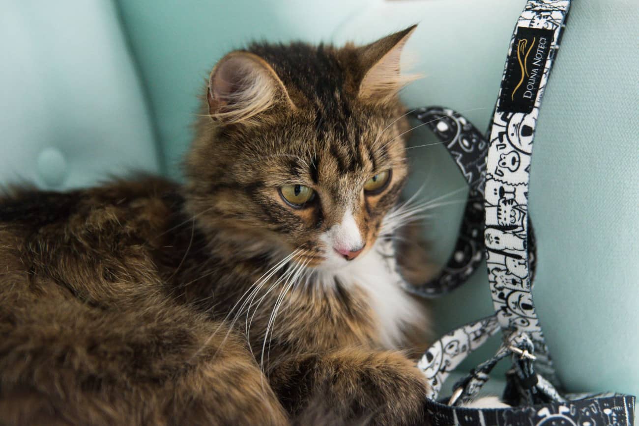 Gather everything you need for your new kitten!What accessories should I choose??