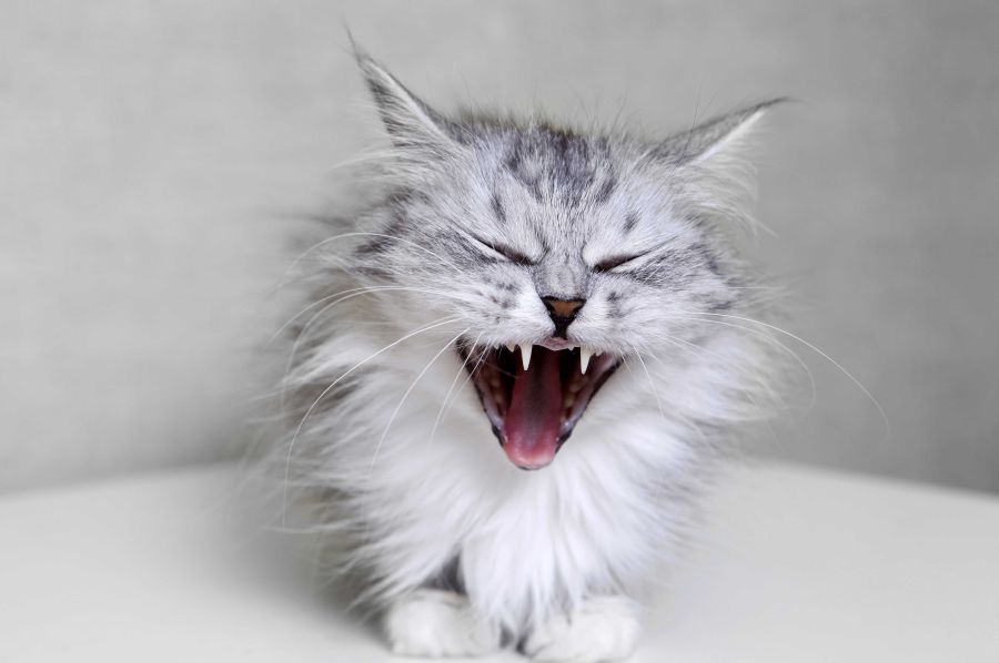 The most common causes of coughing in cats
