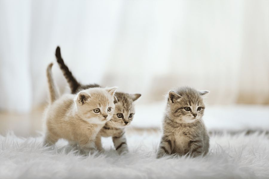 How to care for newborn kittens?