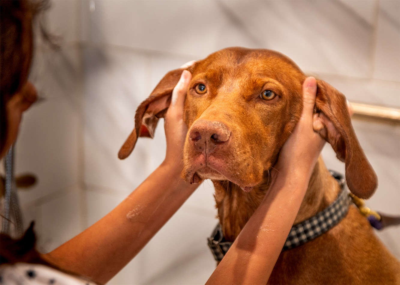 Pet parent burnout