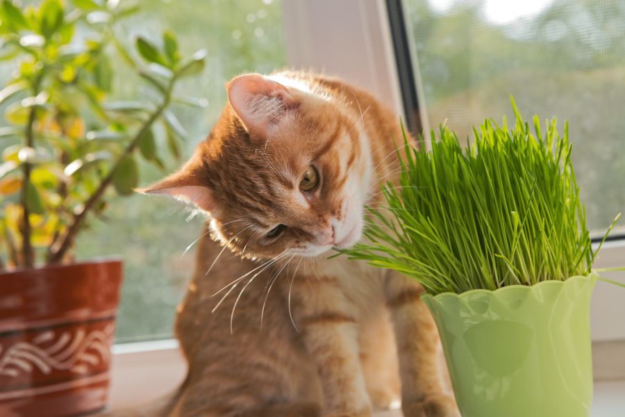 Which plants are poisonous to cats??