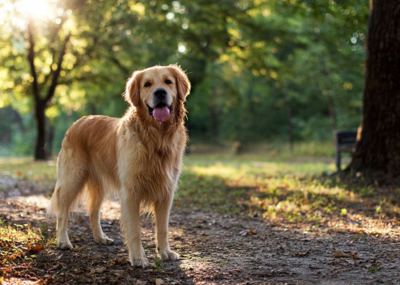 Golden Retriever – a heart of gold on four paws. Breed description, temperament, nutrition, and health