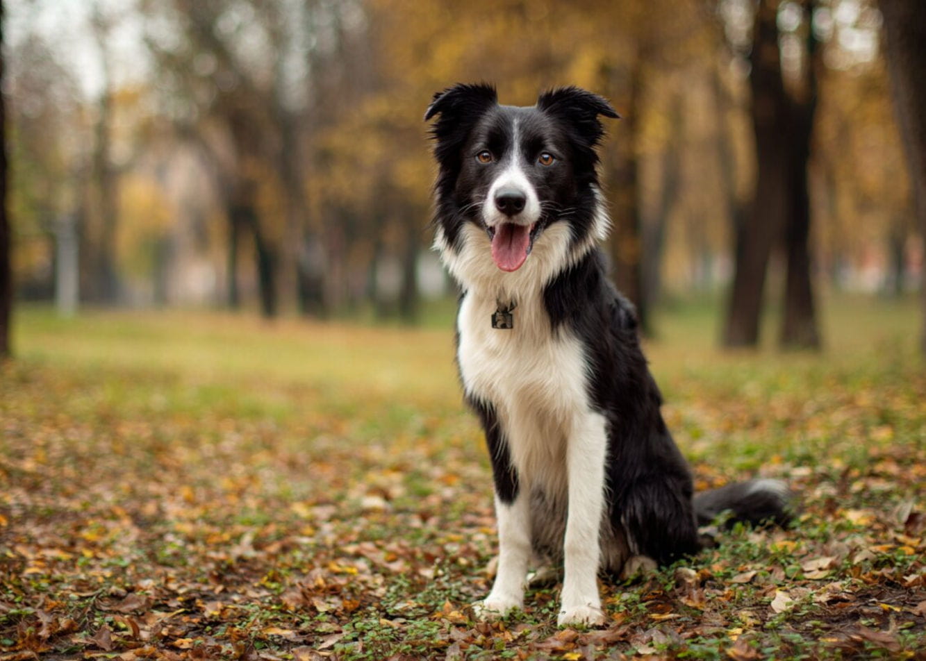 The Border Collie – the smartest dog in the world? Breed description, temperament, nutrition, and health issues