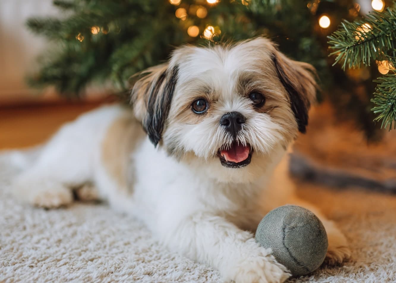 What kind of Christmas gift should I buy for my dog?? Gift ideas for your pet
