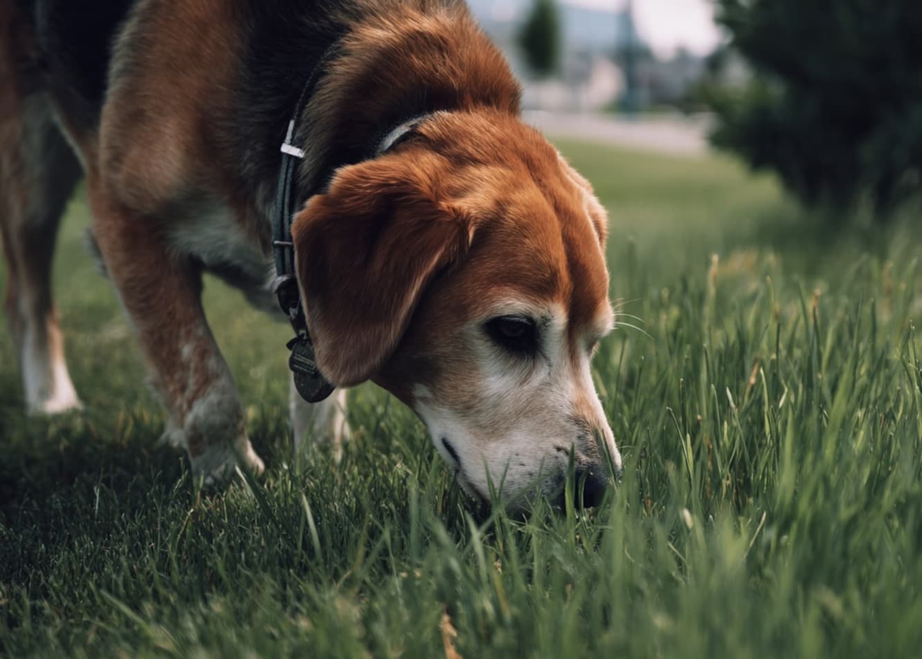How your dog behaves after deworming – watch out for these signs!