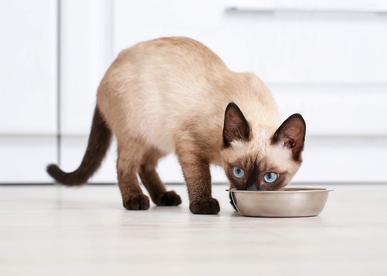 Constant access to food for cats – the pros and cons of this approach