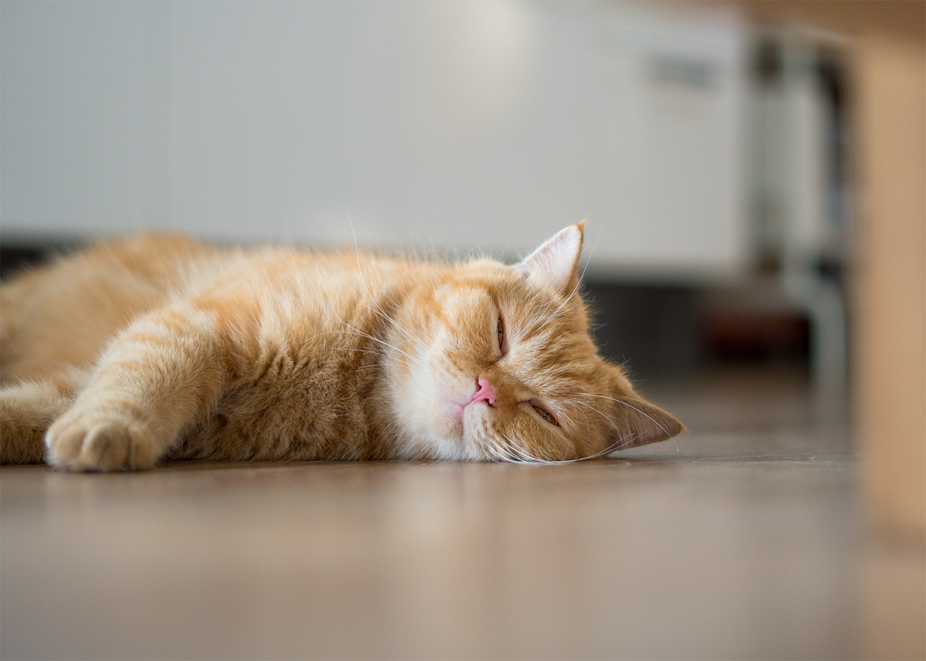 Cat Boredom – Symptoms and Proven Ways to Keep Your Pet Entertained