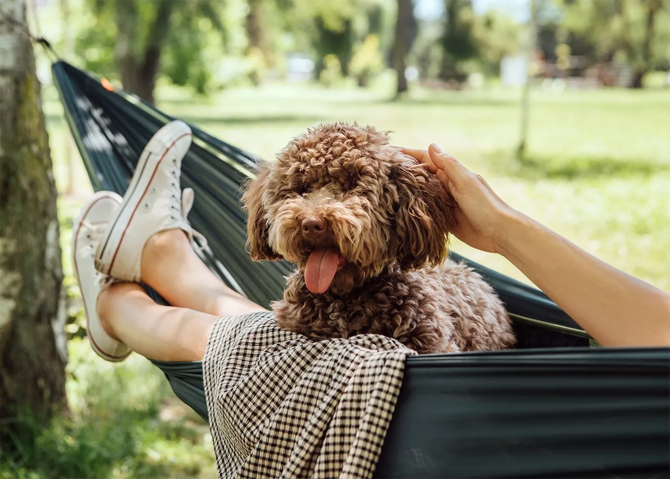 How can you help your pets beat the heat?