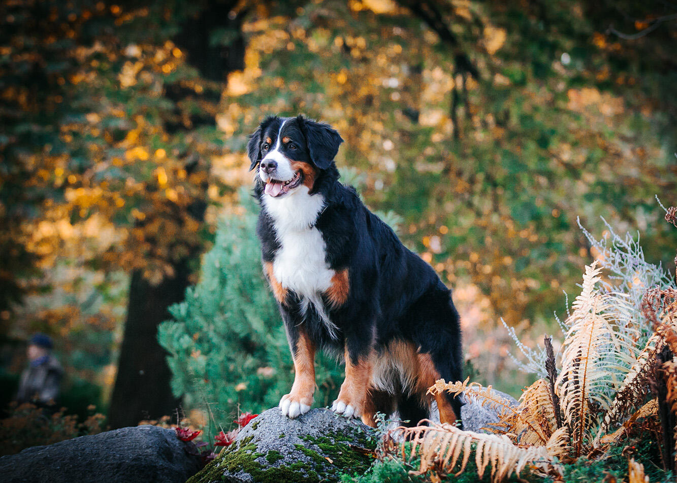 Feeding Your Dog in the Fall and Winter