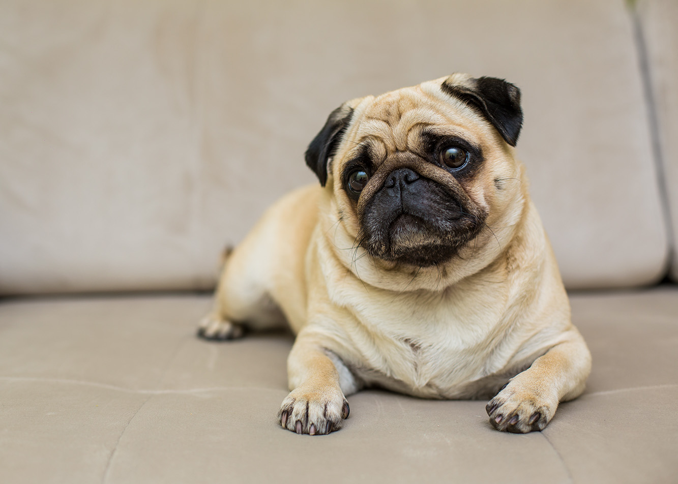 My dog smells bad—what could be causing it?