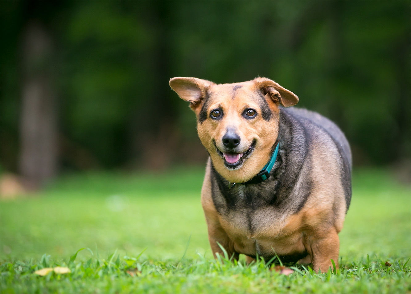Dog breeds prone to weight gain