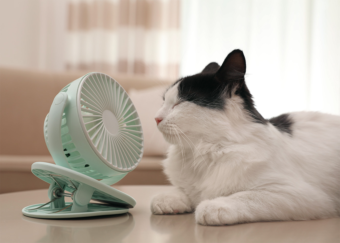 Hot weather is just as uncomfortable for dogs as it is for cats