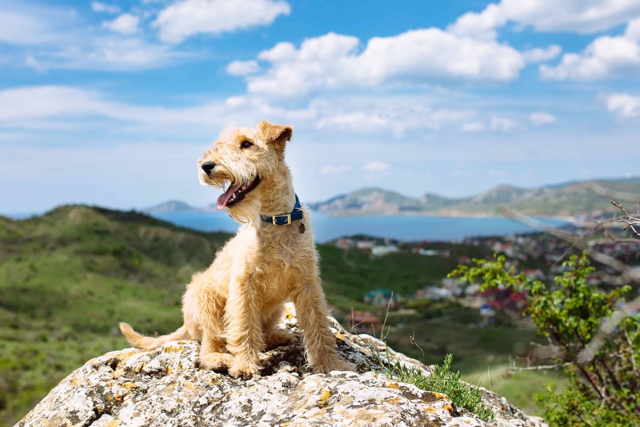 Dogs in the mountains – what should you keep in mind?