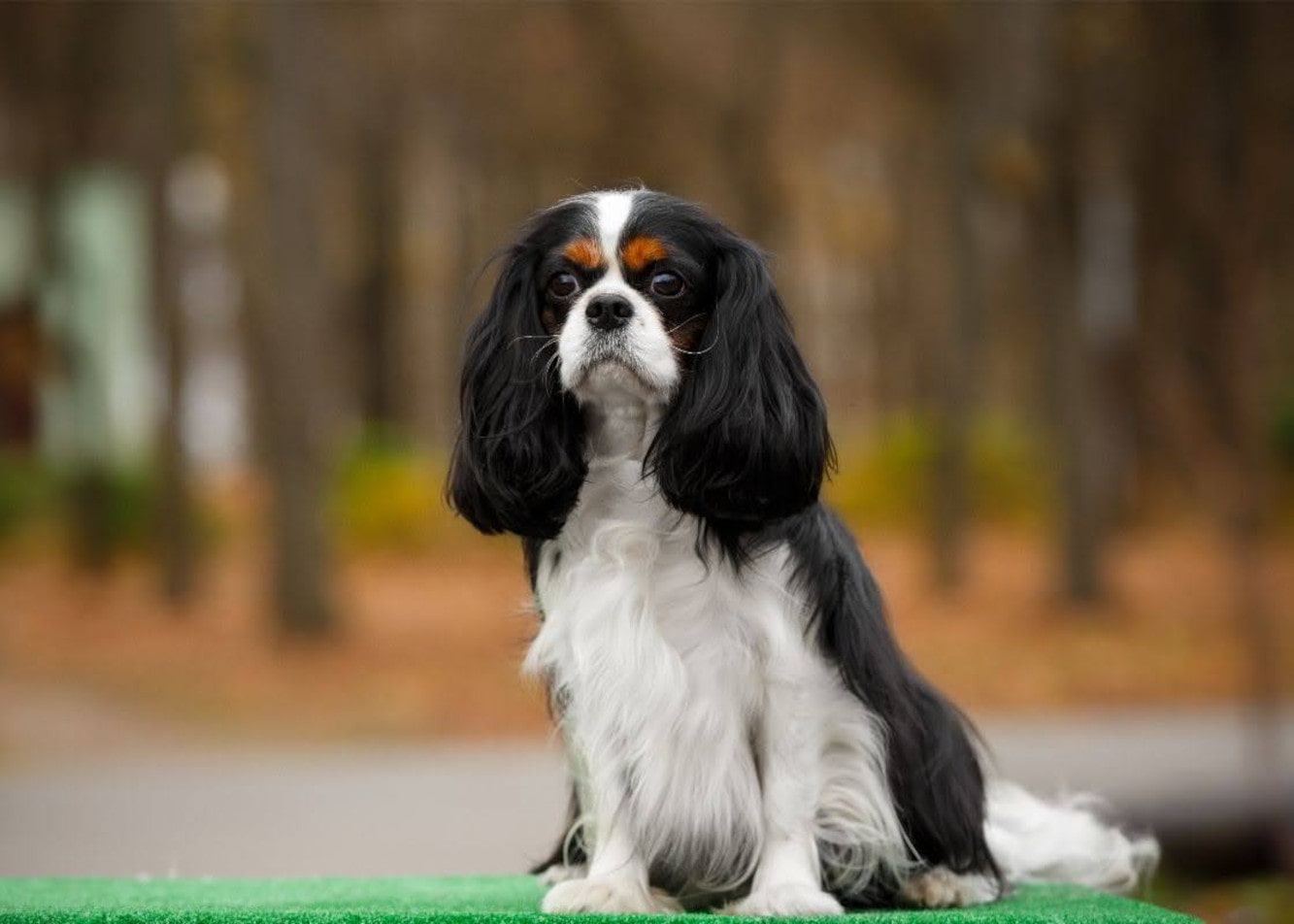 How should you feed a Cavalier King Charles Spaniel?