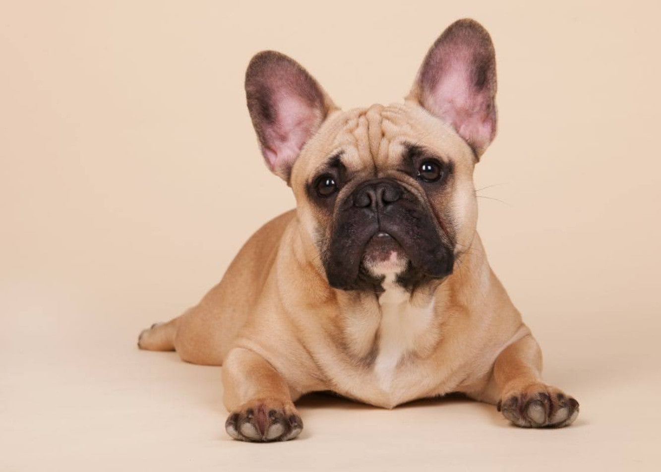 How should I feed my French bulldog?