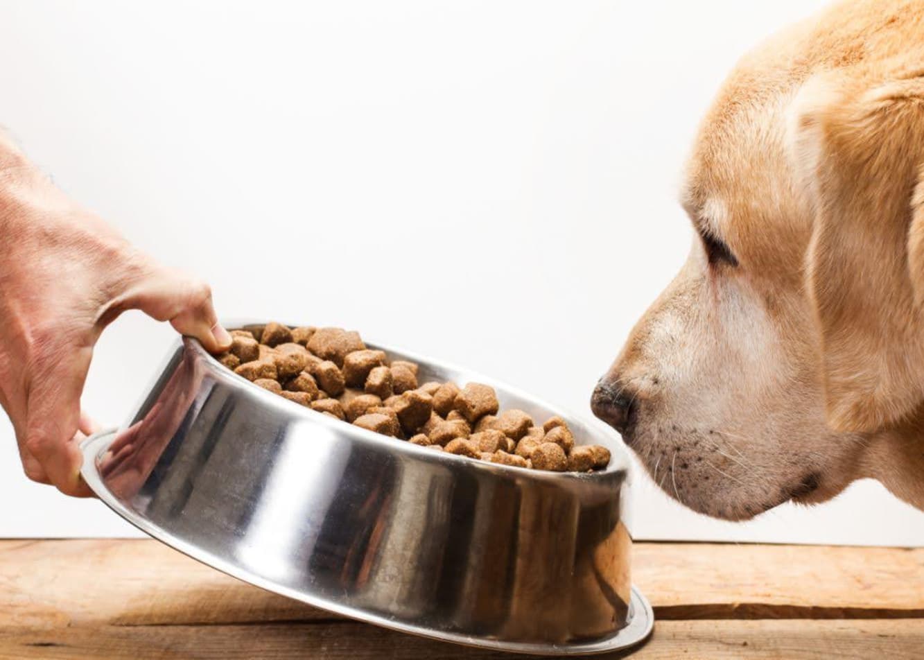 What kind of dog food should I choose?