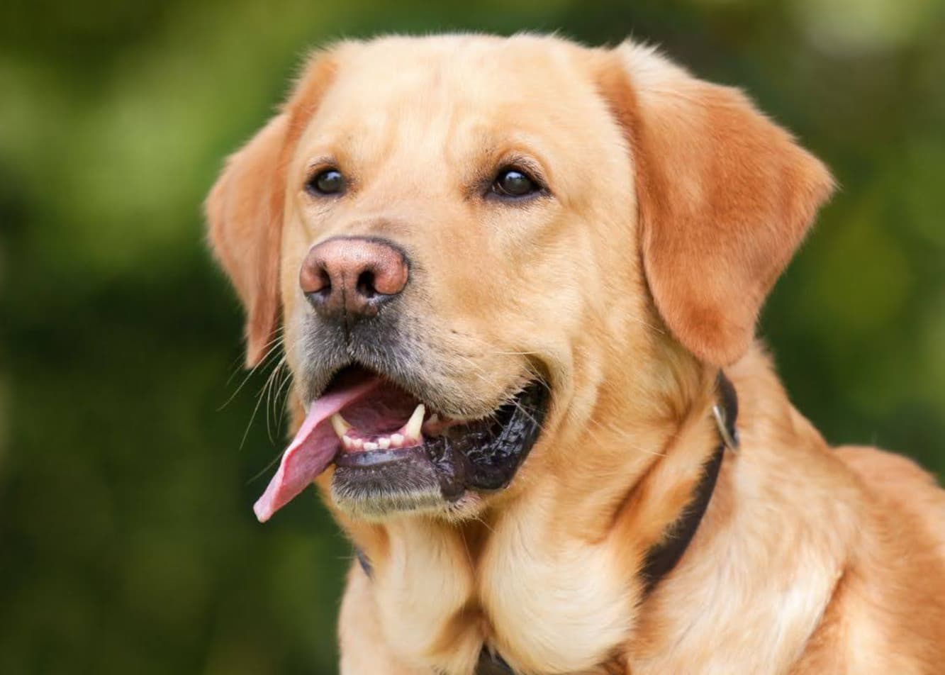 How should I feed my Labrador?