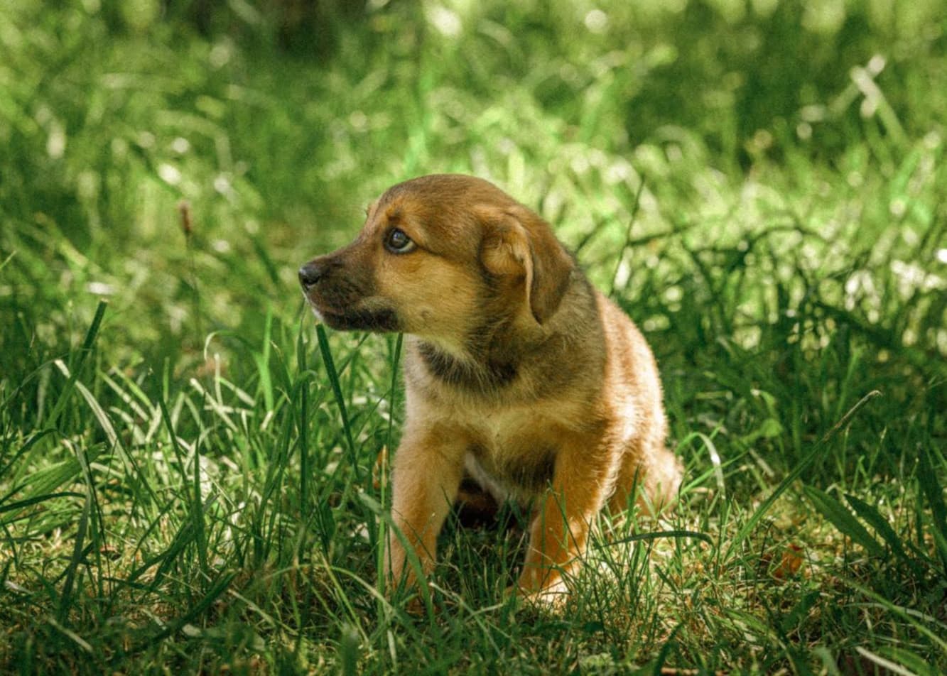 How can you help your dog cope with anxiety?