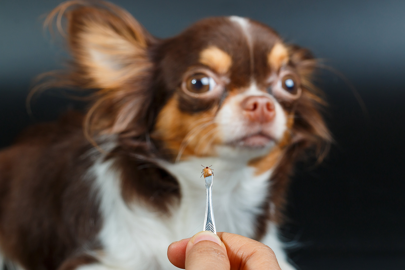Ticks – Diseases, Diagnosis, Treatment