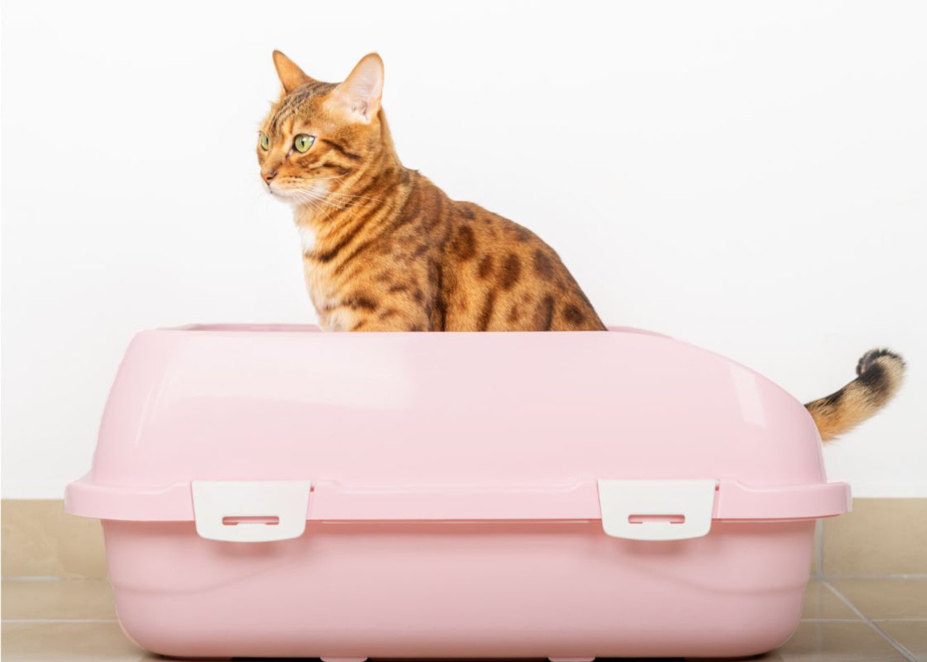 How do you teach a cat to use the litter box?