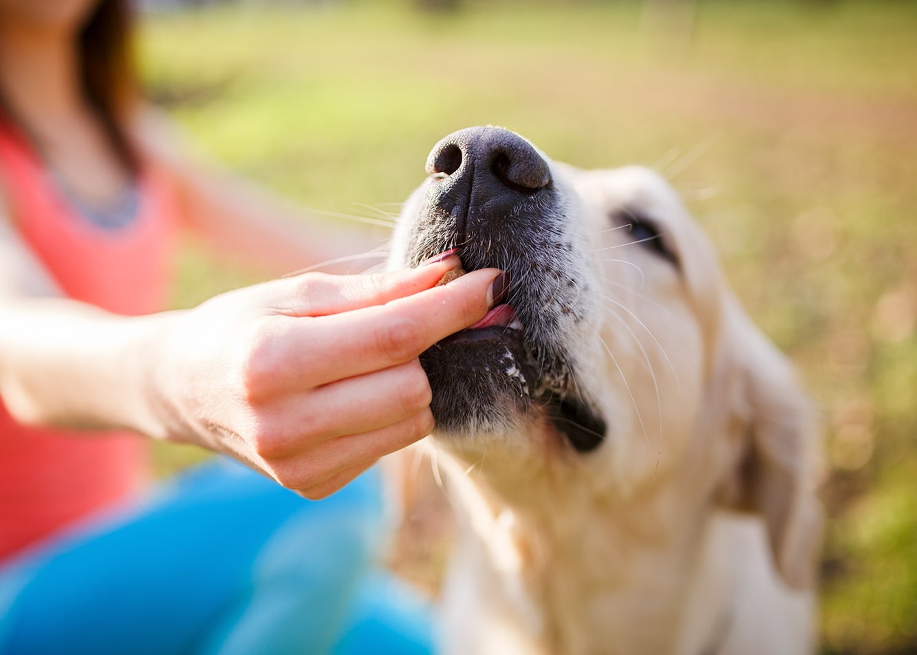 Chew toys, as a key element in the process of training your pet.
